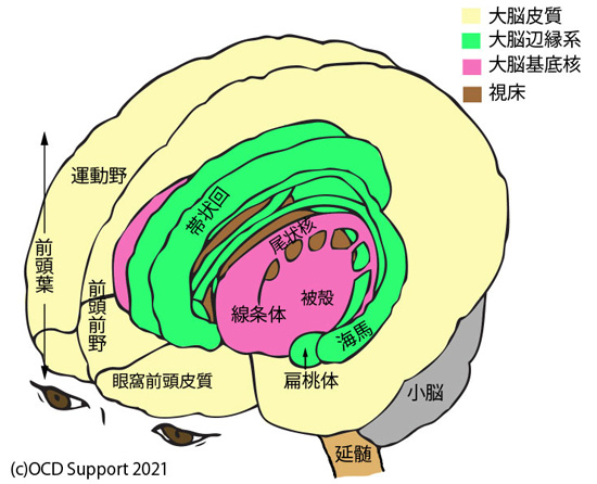 大脳の皮質、辺縁系、基底核などの位置